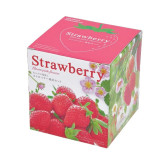 SeiShin 粉紅盒子 GD-796 (GD-1000) 士多啤梨小盆栽 | 家居辦公室盆栽 | 室內種植