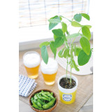 SeiShin 伴酒盒子 GD-215 枝豆小盆栽  | 家居辦公室盆栽 | 室內種植 | 自種自煮