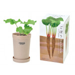 SeiShin 根莖蔬菜 GD-891-03 牛蒡小盆栽 | 在家種植 | 室內種植 | 自種自煮