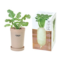 SeiShin 根莖蔬菜 GD-891-01 日本大根小盆栽 | 在家種植 | 室內種植 | 自種自煮