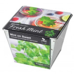 SeiShin 香料花園 GD-757-01 薄荷葉小盆栽 | 在家種植 | 室內種植 | 自種自煮