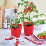 Seishin 心型蕃茄盆栽 GD-546 | 日本蔬果小盆栽 | 在家種植 | 室內種植 | 自種自煮