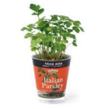 Seishin Fresh Herb 迷你水耕小盆栽 - 意大利歐芹  | 香料小盆栽 | 在家種植 | 室內種植 | 自種自煮