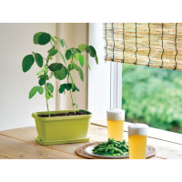 SEISHIN GD-93101 枝豆小盆 | 家居辦公室盆栽 | 室內種植