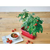 SEISHIN GD-93102 蕃茄小盆 | 家居辦公室盆栽 | 室內種植