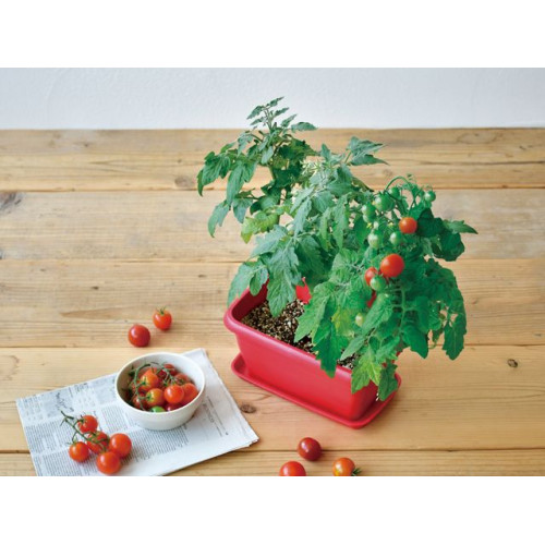 SEISHIN GD-93102 蕃茄小盆 | 家居辦公室盆栽 | 室內種植