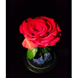 ETERNA 玻璃罩永生玫瑰花 | 小王子花 - 紅色